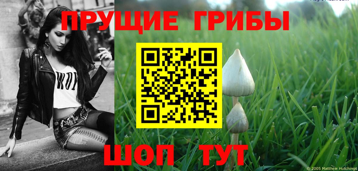 Новозыбков  Псилоцибиновые грибы прущие грибы  Вход с VPN 